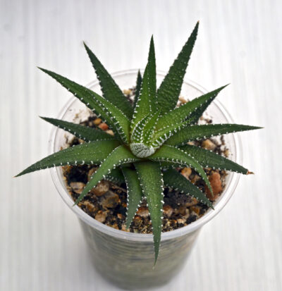 Haworthia fasciata