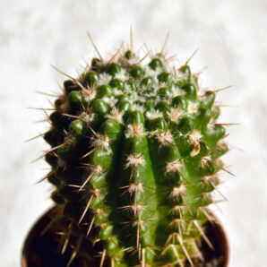 Notocactus submammulosus | 64