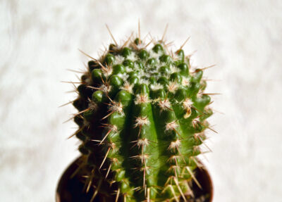 Notocactus submammulosus