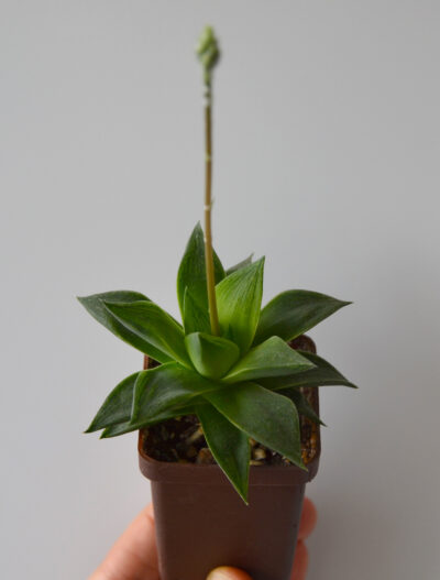 Haworthia retusa Giant - Зображення 2