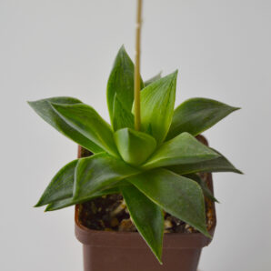Haworthia retusa Giant