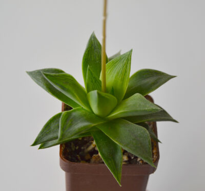 Haworthia retusa Giant