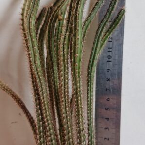 Eriocereus pomanensis