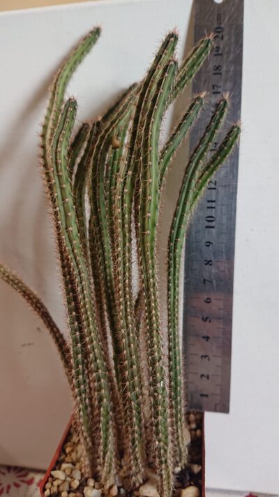Eriocereus pomanensis