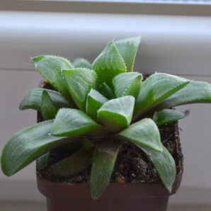 Haworthia retusa