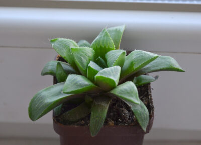 Haworthia retusa