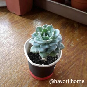 Echeveria Desmetiana