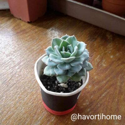 Echeveria Desmetiana