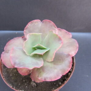 Echeveria Double delight