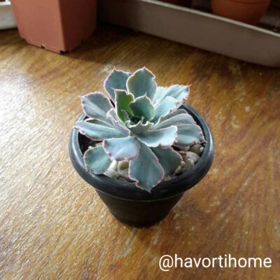 Echeveria Neon Breakers