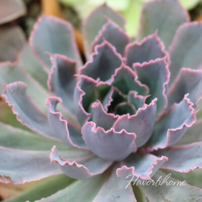 Echeveria Neon Breakers