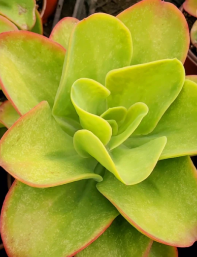 Echeveria pallida - Зображення 2