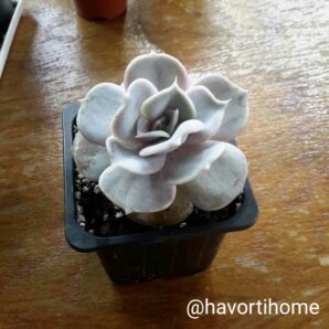 Echeveria Pollux