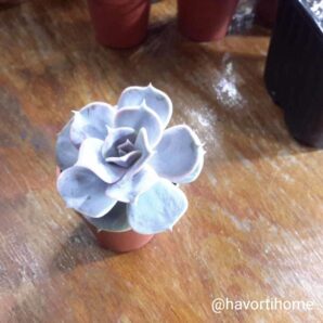 Echeveria Pollux