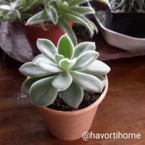 Echeveria Pulvinata