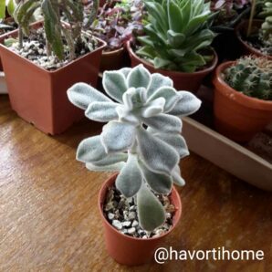 Echeveria Pulvinata Frosty