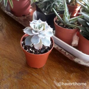 Echeveria subsessilis