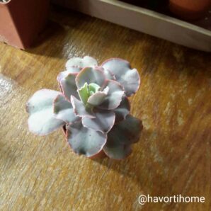 Echeveria Takasago No Okina