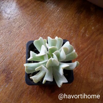 Echeveria Topsy-Turvy