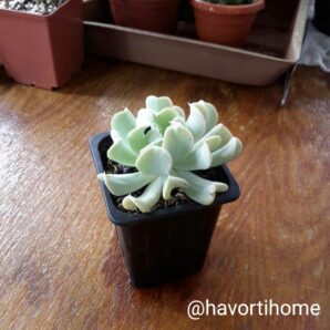 Echeveria Topsy-Turvy