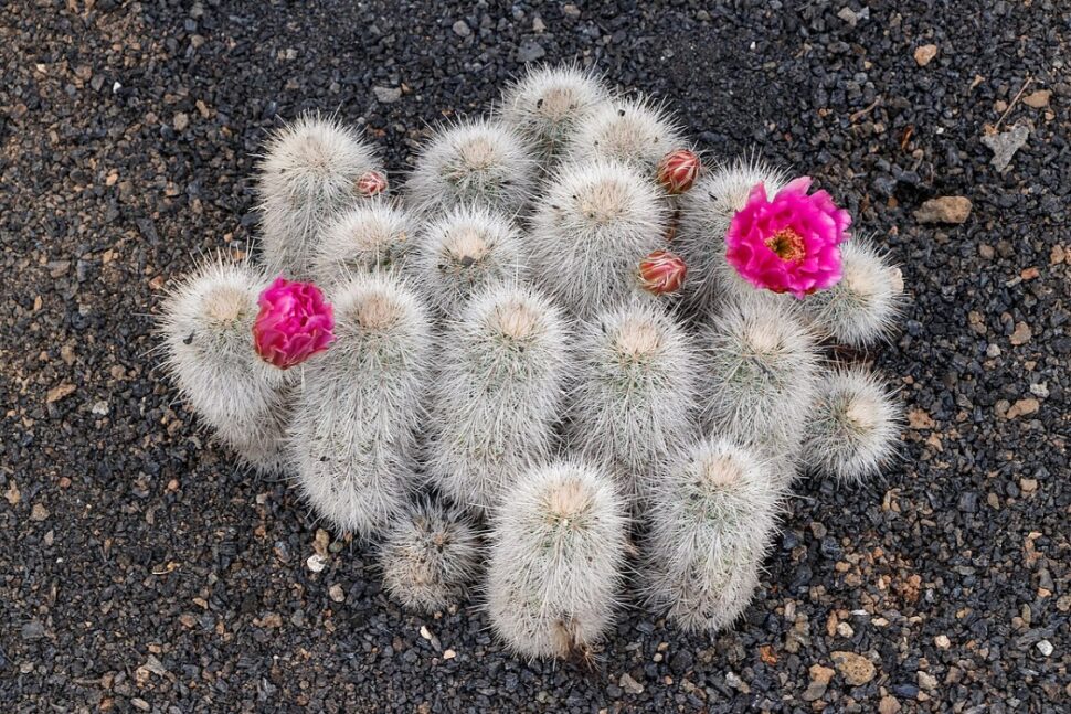100 зникаючих видів кактусів (Частина 1) 33 Echinocereus nivosus