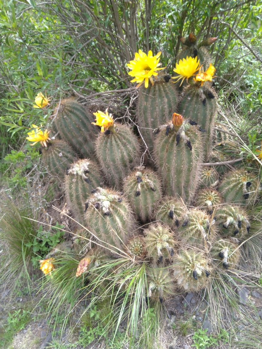 100 зникаючих видів кактусів (Частина 1) 34 Echinopsis (Trichocereus) walteri