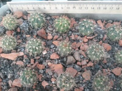 Lobivia haematantha v.viridis ZJ 199 - Зображення 2