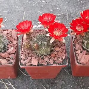 Lobivia haematantha v.viridis ZJ 199
