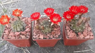Lobivia haematantha v.viridis ZJ 199