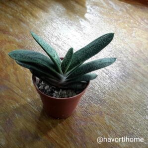 Gasteria Little Warty