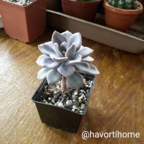 Graptoveria Debbie