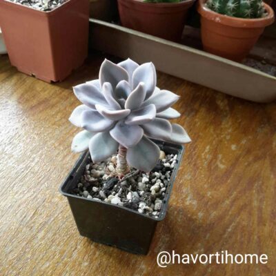 Graptoveria Debbie