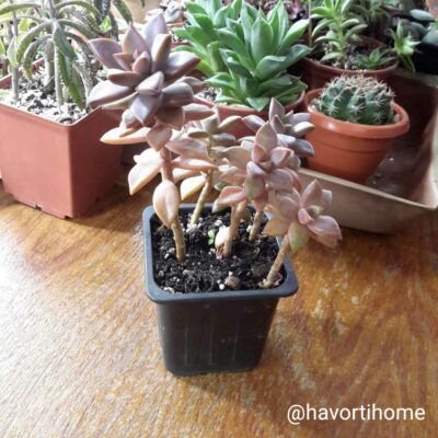 Graptoveria Gilva (Graptosedum Bronze)