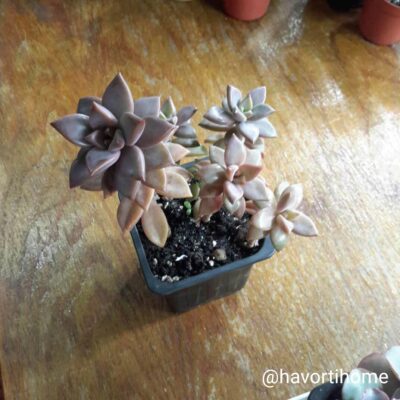 Graptoveria Gilva (Graptosedum Bronze)