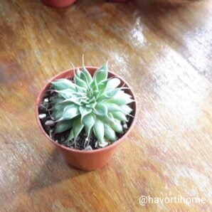 Graptoveria Silver Star