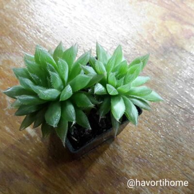 Haworthia cooperi