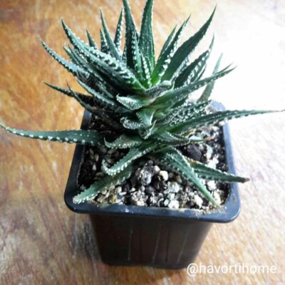 Haworthia fasciata