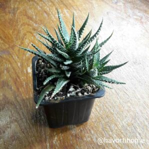 Haworthia fasciata