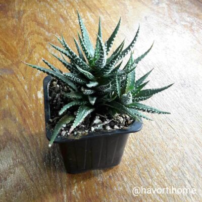 Haworthia fasciata