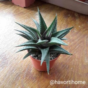 Haworthia Limifolia