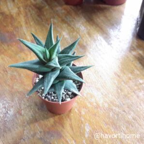 Haworthia tortuosa