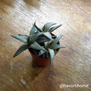 Haworthia venosa tessellata