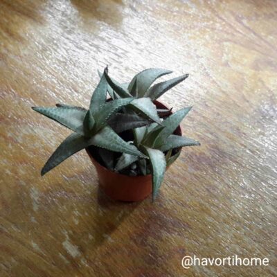 Haworthia venosa tessellata