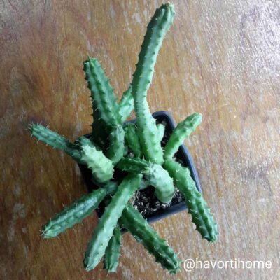Huernia schneideriana