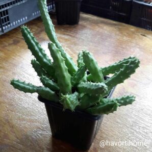 Huernia schneideriana