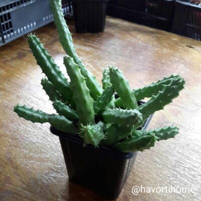 Huernia schneideriana
