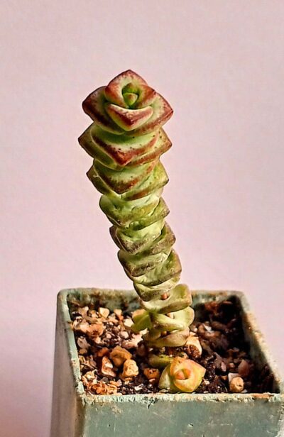 Crassula marnieriana