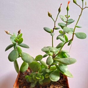 Cotyledon sp. (природник)