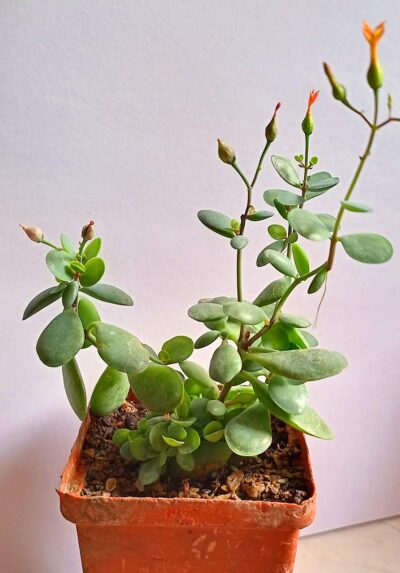Cotyledon sp. (природник)