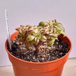 Aeonium Sunburst f. cristata f. variegata